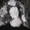 Pectolite champ 3,5mm Rivière du Mât (AM).jpg