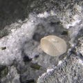 Calcite Epidote - Bras de Cilaos -  La Réunion
