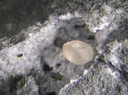 Calcite Epidote - Bras de Cilaos -  La Réunion