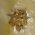pyrite hérisson,(4) champ 0,8mm.jpg