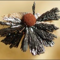 Goethite Belmont (carrièreLafarge) trouvée dans une loge d'ammonite - 7,3 mm Gérard Landon.jpg