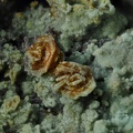 jarosite chalcosiderite mine de l'eperon Beauvoir Echassieres Allier ch2.5mm.jpg