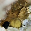 kidwellite dufrenite quartz les montmins Echassieres Allier ch1mm.jpg