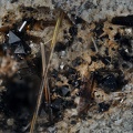 fluoroedenite magnetite  ravin des chevres Mont dore Puy de dome ch1.6mm.jpg