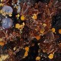 eleonorite strengite cacoxenite la fumade Castelnau-brassac Tarn ch=3.2mm.jpg