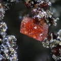 Eleonorite - Beraunite - Fumade - Fontrieu - Castres - Tarn -  SL - Champ 1,05mm.jpg