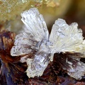 Wavellite  Eleonorite - Fumade - Fontrieu - Castres - Tarn -  SL - Champ 2,10mm.jpg