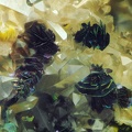 AFM 183134 Hématite sur quartz Lac de la Charbonnière Var Champ 0,80 mm JPB.jpg