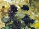 n°183134 - Hématite sur quartz - Lac de la Charbonnière - Fréjus -  Var
