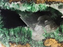 Malachite Cérussite - Mine de Mérétrice - Vallée de la rivière Diahot - Province  Nord - Nouvelle-Calédonie