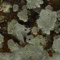 lanthanite allophane.jpg