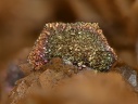 Pseudomorphose pyrrhotite en pyrite - Carrière du Rivet - Montredon-Labessonié - Tarn