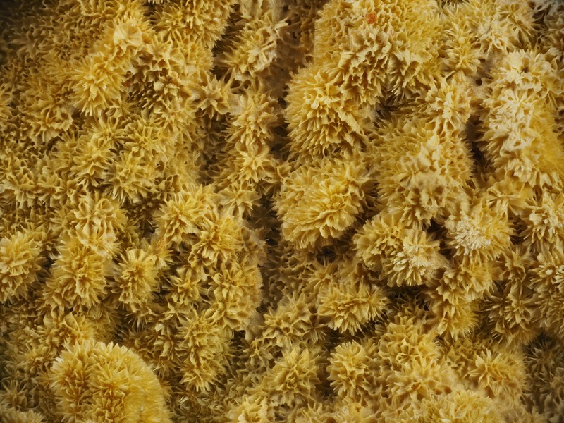 cacoxenite puech de le leguo la Capelle Bleys Aveyron ch2.8mm.jpg