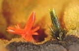 Crocoïte Pyromorphite Nontron