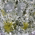 Epidote Prehnite - Bras de Cilaos - La Réunion