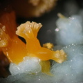 Pyromorphite - plumbogummite - Croix des Oncins - Monsols - Rhône 