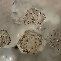 103136-pyrite sur fluorite-GB-chp 3 mm.jpg