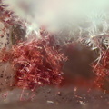 Cuprite Caledonite - Longefay - Poule les Echarmeaux - Rhône