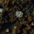 Iodargyrite Jarosite -  Mine de l'Eperon - Beauvoir - Echassières - Allier