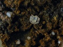 Iodargyrite Jarosite -  Mine de l'Eperon - Beauvoir - Echassières - Allier