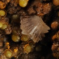 leucophosphite cyrilovite  puech de leguo la capelle bleys Aveyron ch2mm.jpg