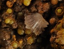 Leucophosphite Cyrilovite -  Puech de Leguo - La Capelle-Bleys - Aveyron