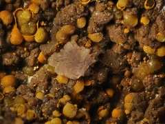 Leucophosphite - Puech de Leguo - La Capelle-Bleys - Aveyron