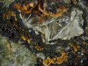 Strunzite Cacoxenite - Collioure - Massif des Albères -  Pyrénées-Orientales