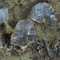 Chabazite Actinolite Hématite - La Mongie - Bagnères-de-Bigorre - Hautes-Pyrénées
