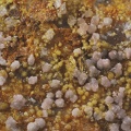 Leucophosphite Cyrilovite - Puech de Leguo - La Capelle-Bleys - Aveyron