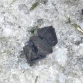Magnétite - Ravin des Chomets - Mont-Dore - Puy de Dôme champ 1.jpg