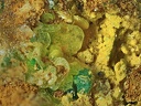 Autunite Torbernite Phosphuranylite  - Chaméane - Le Vernet - Puy-de-Dôme
