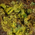 Phosphuranylite Autunite Torbernite - Chaméane - Le Vernet - Puy-de-Dôme