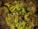 Phosphuranylite Autunite Torbernite - Chaméane - Le Vernet - Puy-de-Dôme