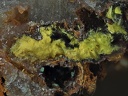 Phosphuranylite Uranophane - Carrière de Kerguillo - Guilers - Finistère