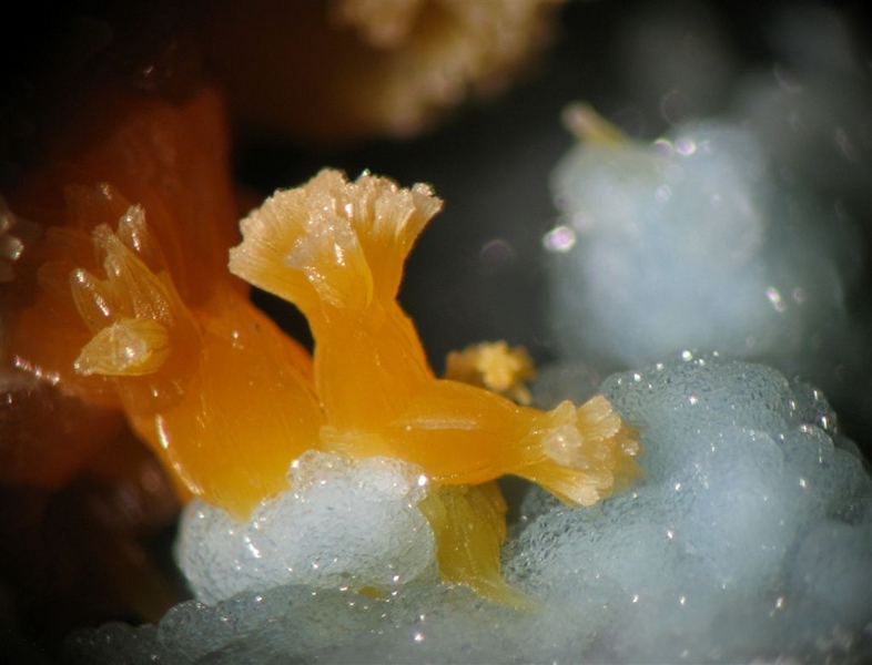 Pyromorphite -  plumbogummite - Croix des Oncins - Monsols - Rhône - JLD - chp4mm.jpg