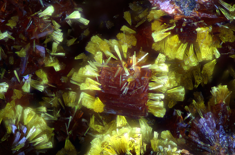 Cacoxenite - Eleonorite - Fumade - Fontrieu - Castres - Tarn -  SL - Champ 0,94mm.jpg