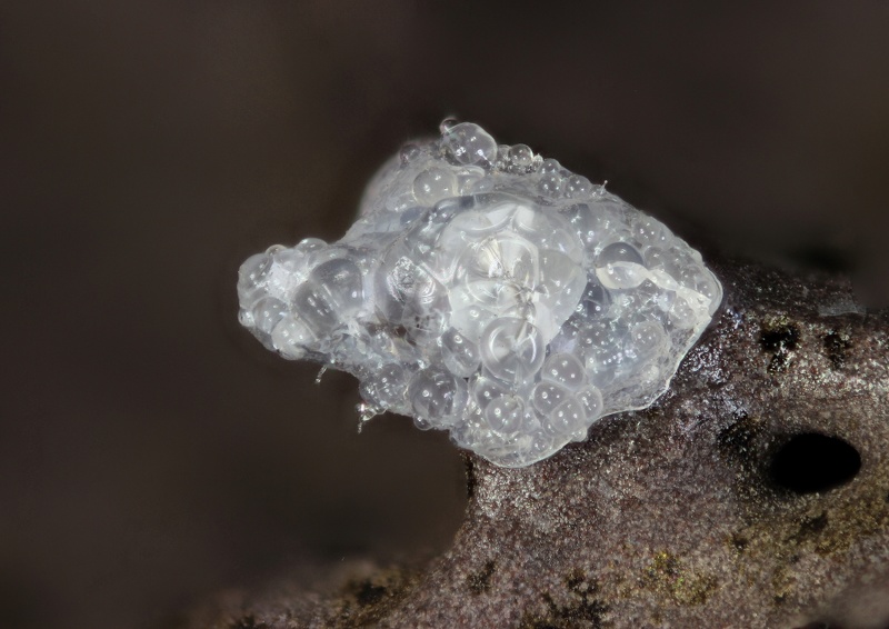 Opale Hyalite2-Puy de la Plate-Chp4,7mm-JLD.JPG