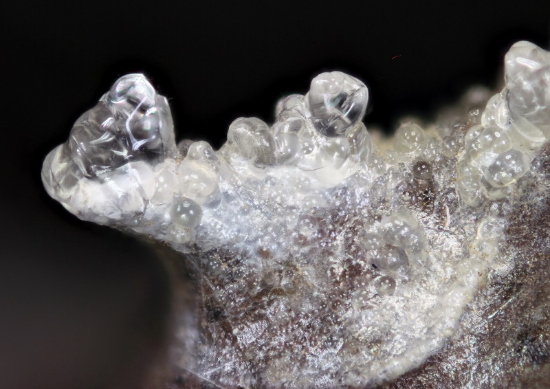 Opale Hyalite-Puy de la Plate-Chp4,7mm-JLD.JPG