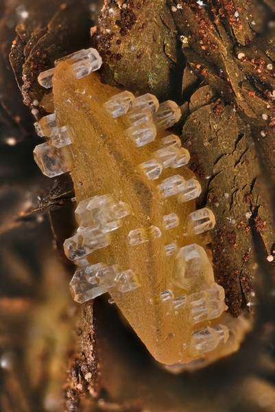 Epitaxie de calcite cristal 8mm peyrebrune.jpg